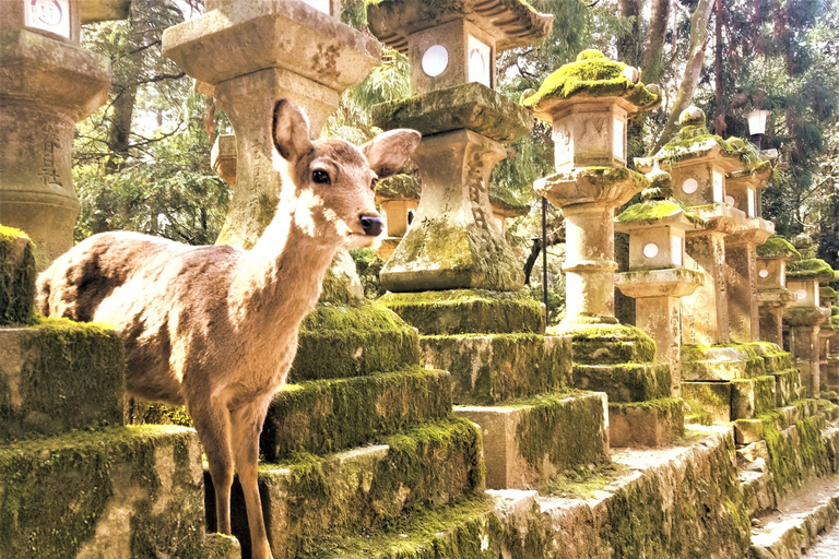 Osaka/Nara/Kioto: prywatna wycieczka z anglojęzycznym przewodnikiem