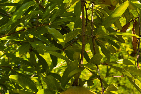 Embrace the enchantment of Mallorca&#039;s almond blossom seasonMallorca&#039;s almond blossom season