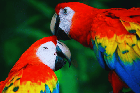 Mother of God: Saldoval Lake + Visit to the Macaws