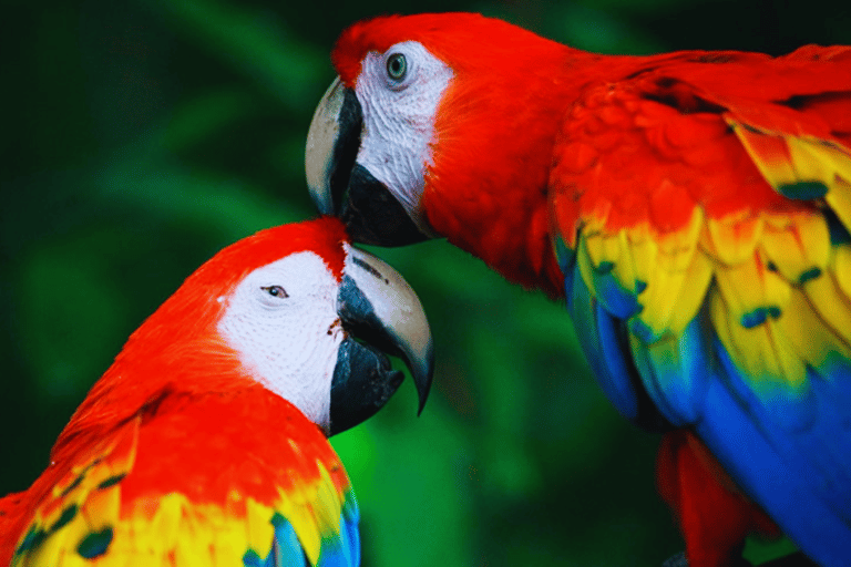 Mother of God: Saldoval Lake + Visit to the Macaws