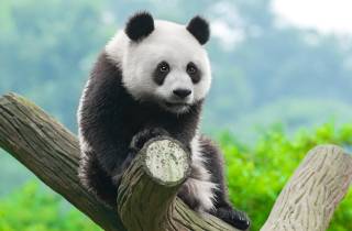 Halbtagestour Chengdu Panda (Option Panda-Tierpfleger)