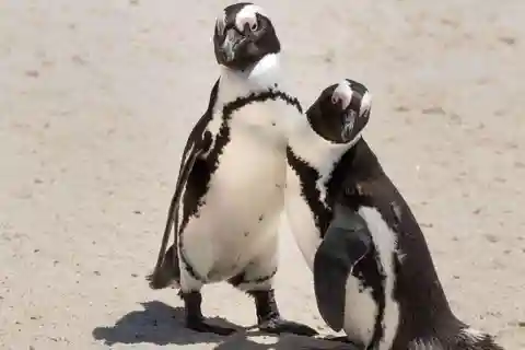 Kapstadt: Boulders Beach Pinguinbeobachtungstour Halbtagestour