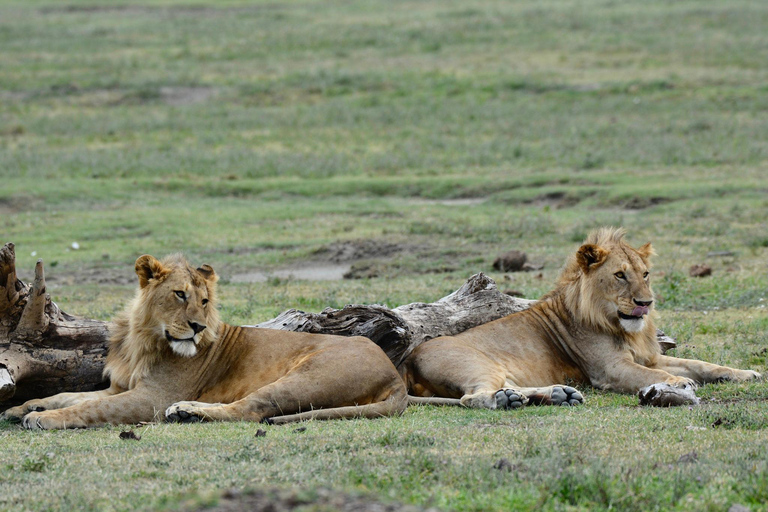 Luxury Safari Manyara, Serengeti & Ngorongoro.