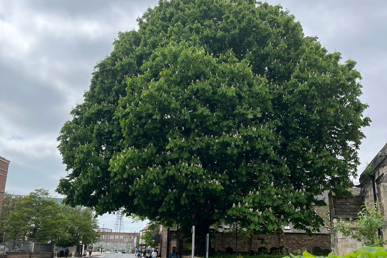 York: visite guidée à pied médiévale dans la pagaille