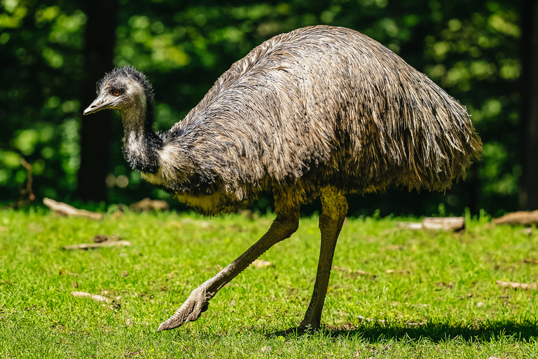 Boston: Inträdesbiljett till Franklin Park Zoo