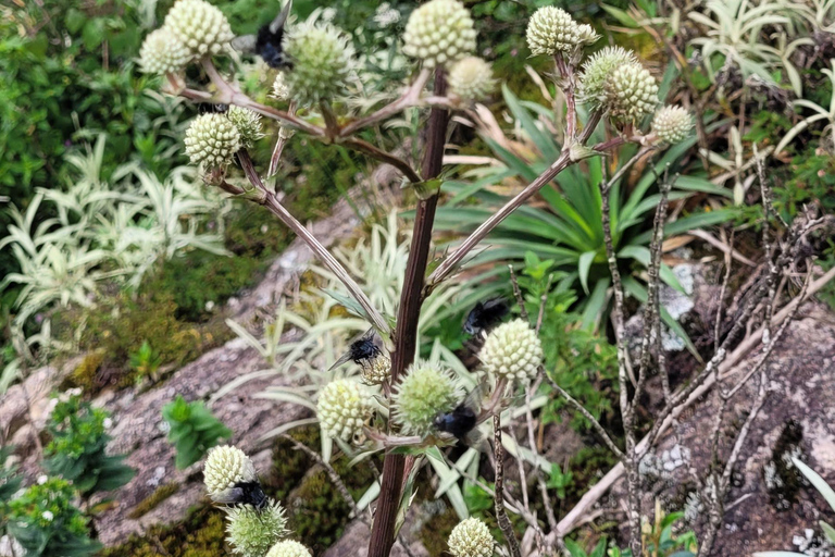 MANTIQUEIRA SELVAGEM CHALLENGE - 12 jours de défi dans les montagnes !!!