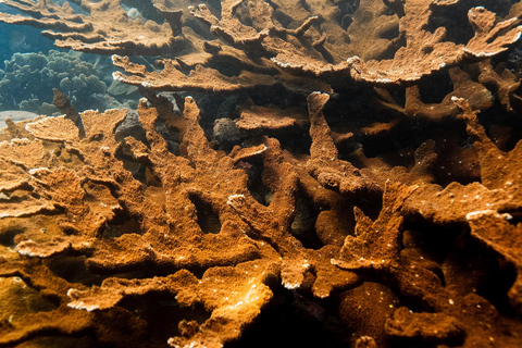 Fun Dives in Tayrona National Park's Coral Reefs