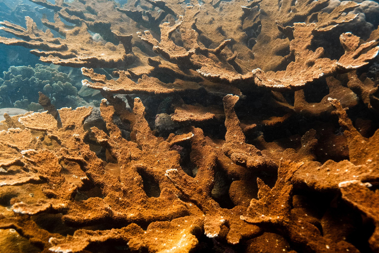 Fun Dives in Tayrona National Park's Coral Reefs