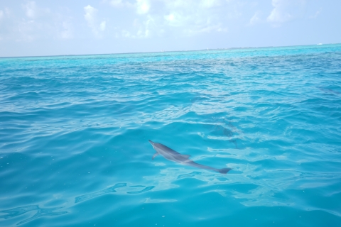 Van Safaga; Dolfijnen kijken Zeereis met lunch en drankjes