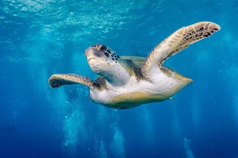 Sea turtle pictured in the operator’s diving offer