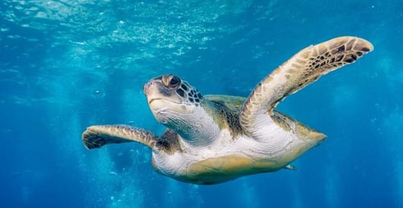 Sea turtle pictured in the operator’s diving offer