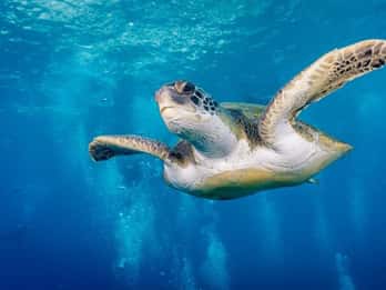 S. Tenerife: Exciting Boat Dive for Beginners to Turtle Bay