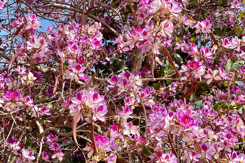 Creta: Tour guiado de senderismo por el Cañón de Kritsa