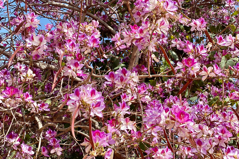 Creta: Tour guiado de senderismo por el Cañón de Kritsa