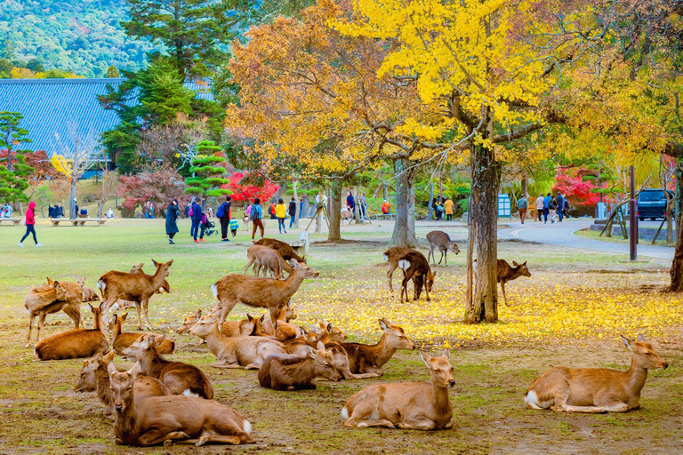 Kyoto & Nara Customized Private English Guided Tour