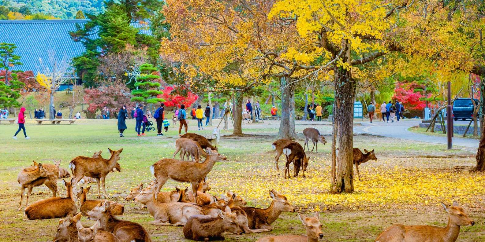 Kyoto/Osaka: Kyoto and Nara Customized Private Guided Tour
