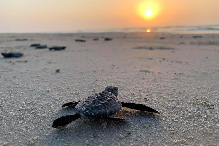 8 Tage Rundreise durch die wunderschöne Natur Sri Lankas