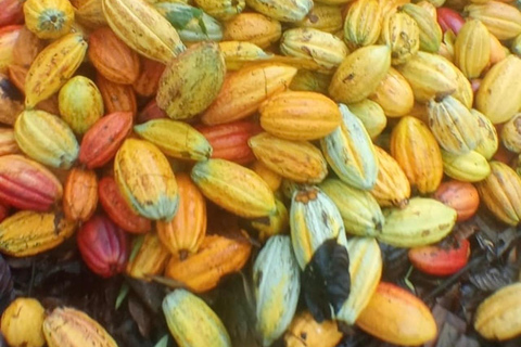 Indigenous Cacao Tour in Bocas del Toro