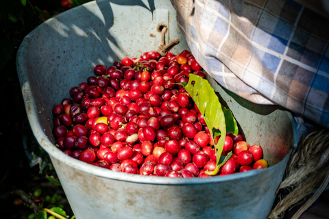 90 min de Monserrate: sabores do café, aves e cultura com guia localDescobre o encanto da Colômbia: Experiência de café e observação de aves perto de Bogotá