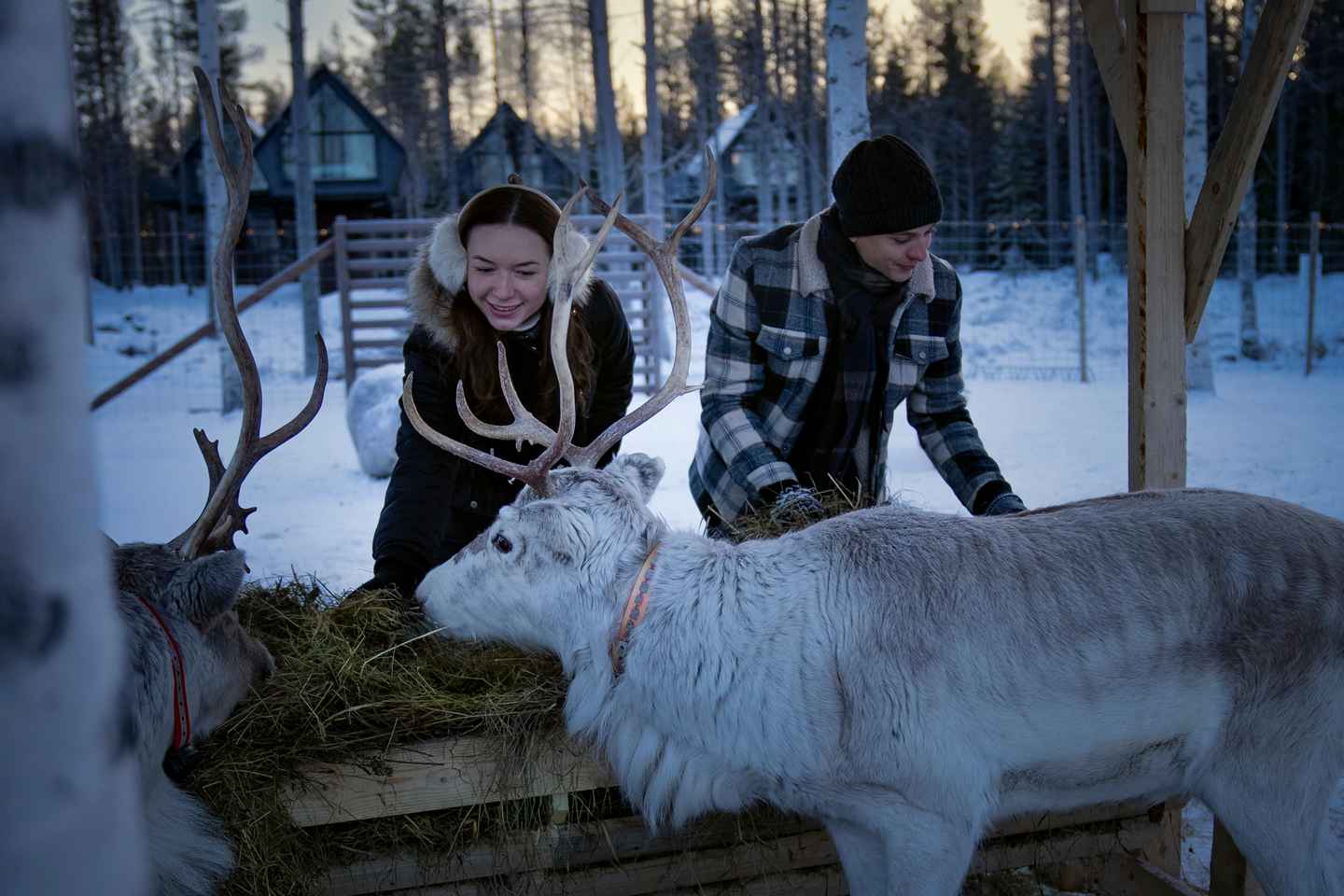 Rovaniemi: Arctic Reindeer Experience with Lunch