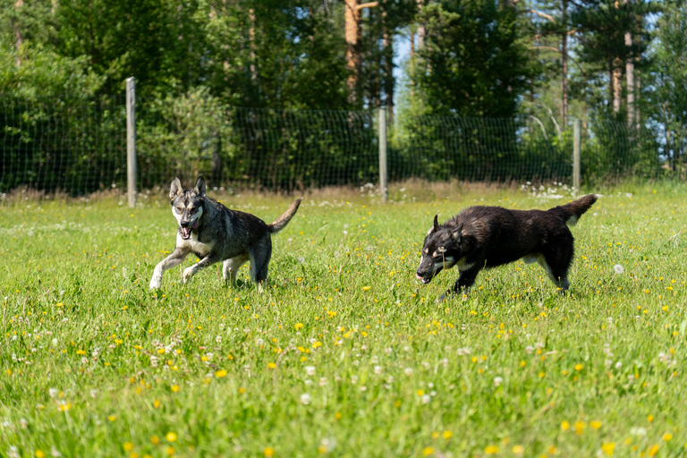 Rovaniemi: Autumn Husky Cart Ride with Hot Drink & Pickup