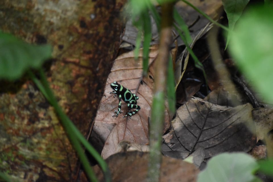 Manuel Antonio Hanging Bridges and Waterfall Tour GetYourGuide