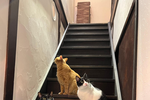 Kyoto:Ethical Cat Retreat & Matcha Whisking (Private/Shared) Shared 60 min (up to 6 guests) — Per person