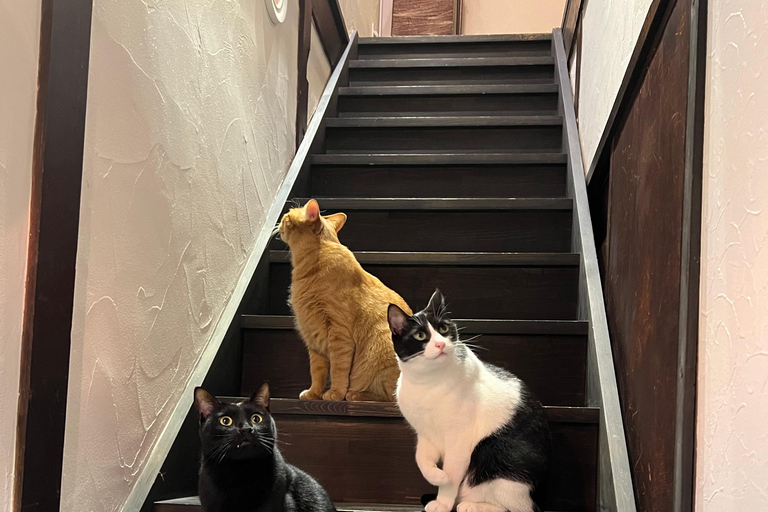 Kyoto:Ethical Cat Retreat & Matcha Whisking (Private/Shared) Shared 60 min (up to 6 guests) — Per person