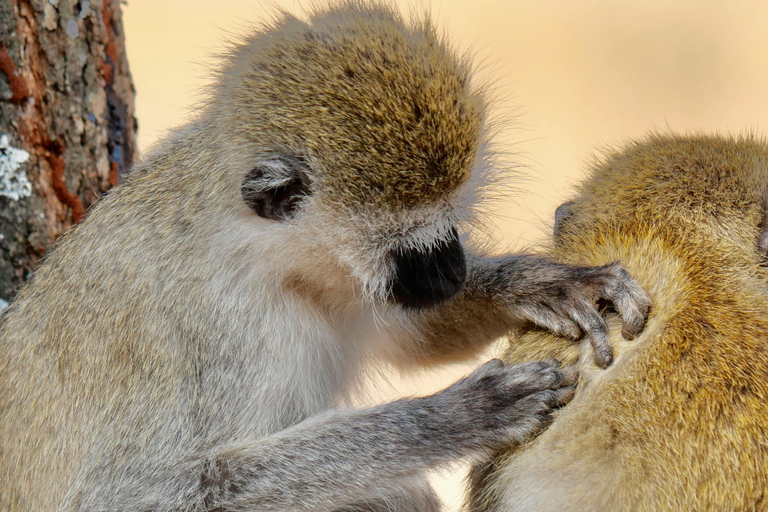 阿鲁沙：3日塔兰吉雷与恩戈罗恩戈罗火山口Safari之旅