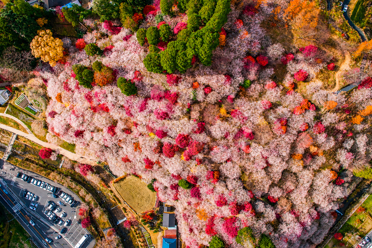Nagoya: Obara Cherry Blossoms & Korankei Autumn Illumination