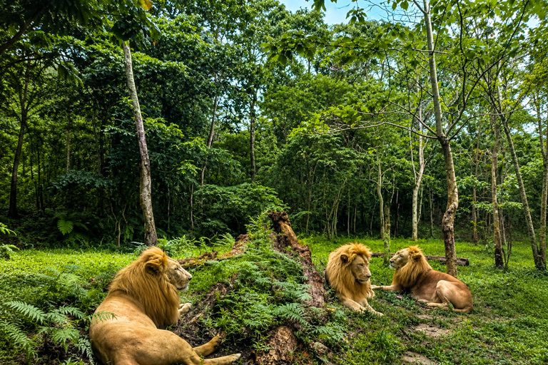 Cebu: Family-Friendly Cebu Safari & Tops Tour