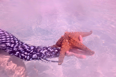 Zanzibar: Seaweed Farm and Starfish Tour
