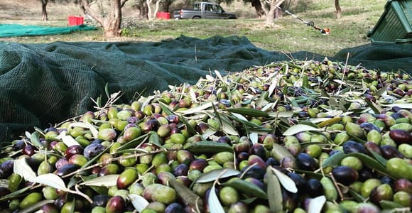 Matera: Organic Olive Harvest Tour, Brunch & Oil Mill Visit