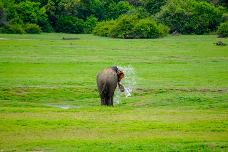 Minneriya National Park: Elephant Photography Tour
