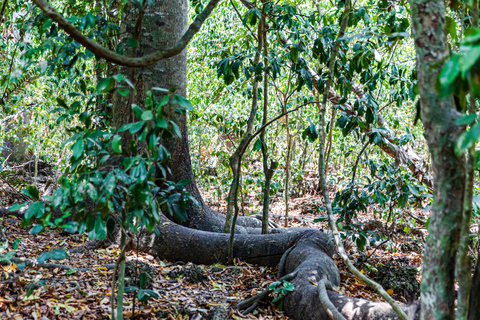 Exploring Nature's Treasures: A Private Day Trip in Diani Exploring Nature's Treasures: A Day Trip in Diani