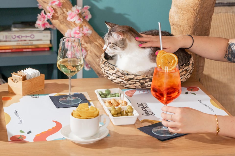 Aperitif mit Tapas und Drinks inmitten der Katzen im Crazy Cat Café in Mailand Aperitif mit Tapas ...