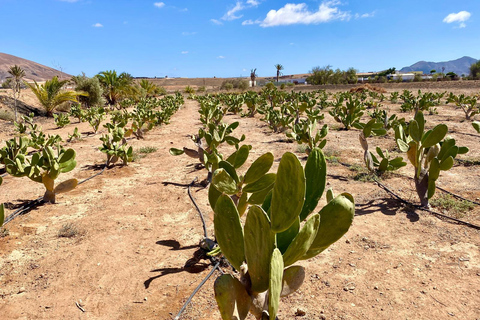 Fuerteventura: Tapas and Local Life Guided Tour