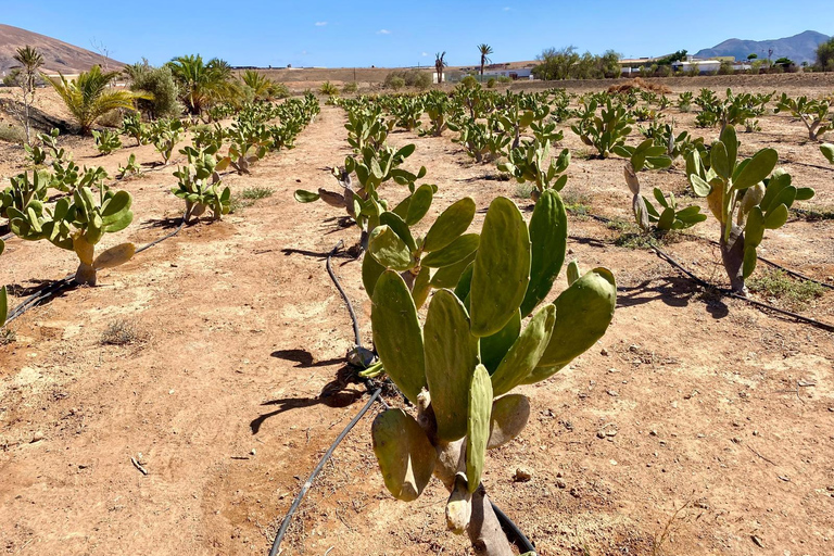 Fuerteventura: Tapas and Local Life Guided Tour