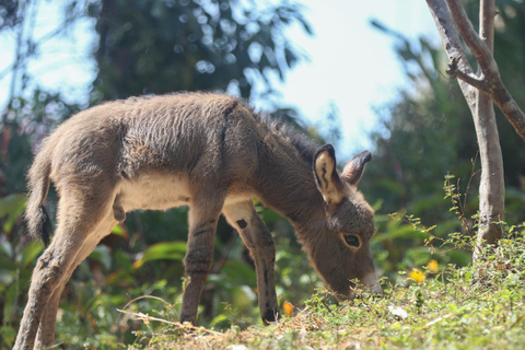 Experiência de passeios de burro para criançasExperiência em passeios de burro para crianças