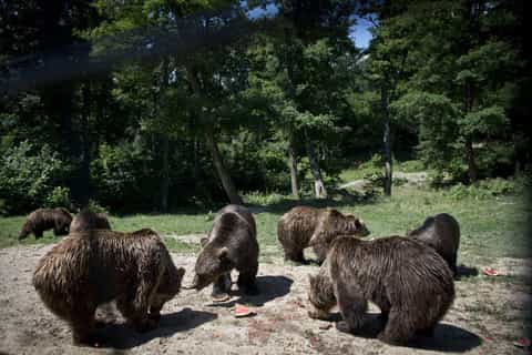 Brașov : visite du sanctuaire des ours avec billets et transfert