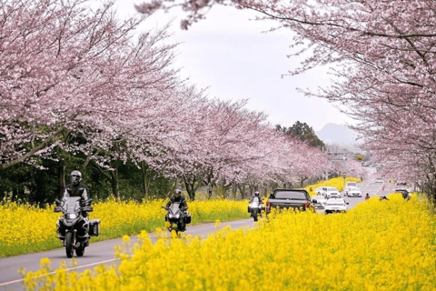 Jeju East: Cherry Blossom Early Bird Tour with Hotel Pickup - Image 2