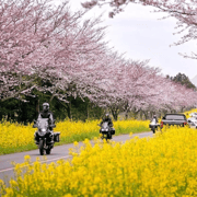 Jeju East: Cherry Blossom Early Bird Tour with Hotel Pickup