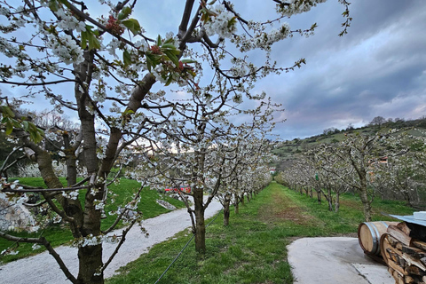 奥赫里德：巴拉克利亚蒸馏厂传统拉基亚品鉴奥赫里德：巴拉克利亚传统拉基亚酒厂品鉴