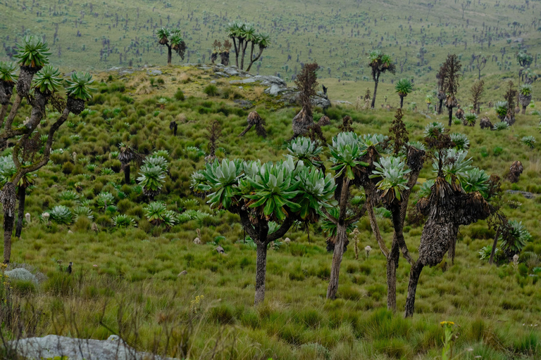 Aberdare National Park: Mount Satima Overnight Hike
