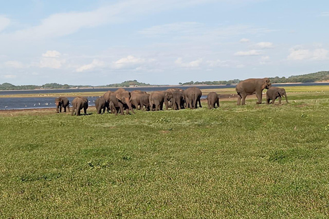 Minneriya: Morning Jeep Safari with Hotel Pickup and Drop-of