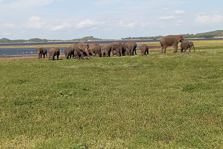 Minneriya: Morning Jeep Safari with Hotel Pickup and Drop-of