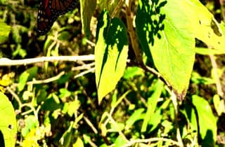 Mexiko-Stadt: Monarch Butterfly Sanctuary Tagestour