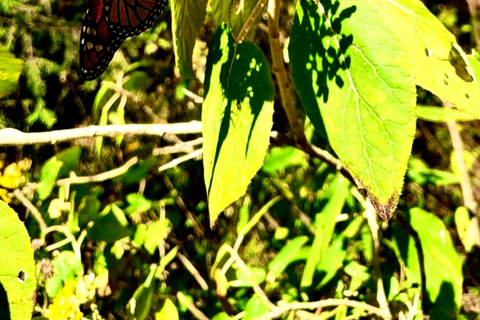 Ciudad de México: Excursión de un día al Santuario de la Mariposa Monarca