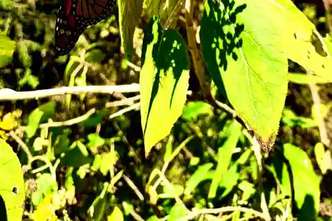 Ciudad de México: Excursión de un día al Santuario de la Mariposa Monarca