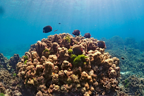 Phuket: Racha Yai Scuba Diving & Snorkeling Experience Fun Dive – 2 Dives (Certified Diver, No Equipment)